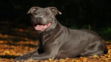 kampfhunde rassen